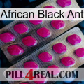 African Black Ant 10